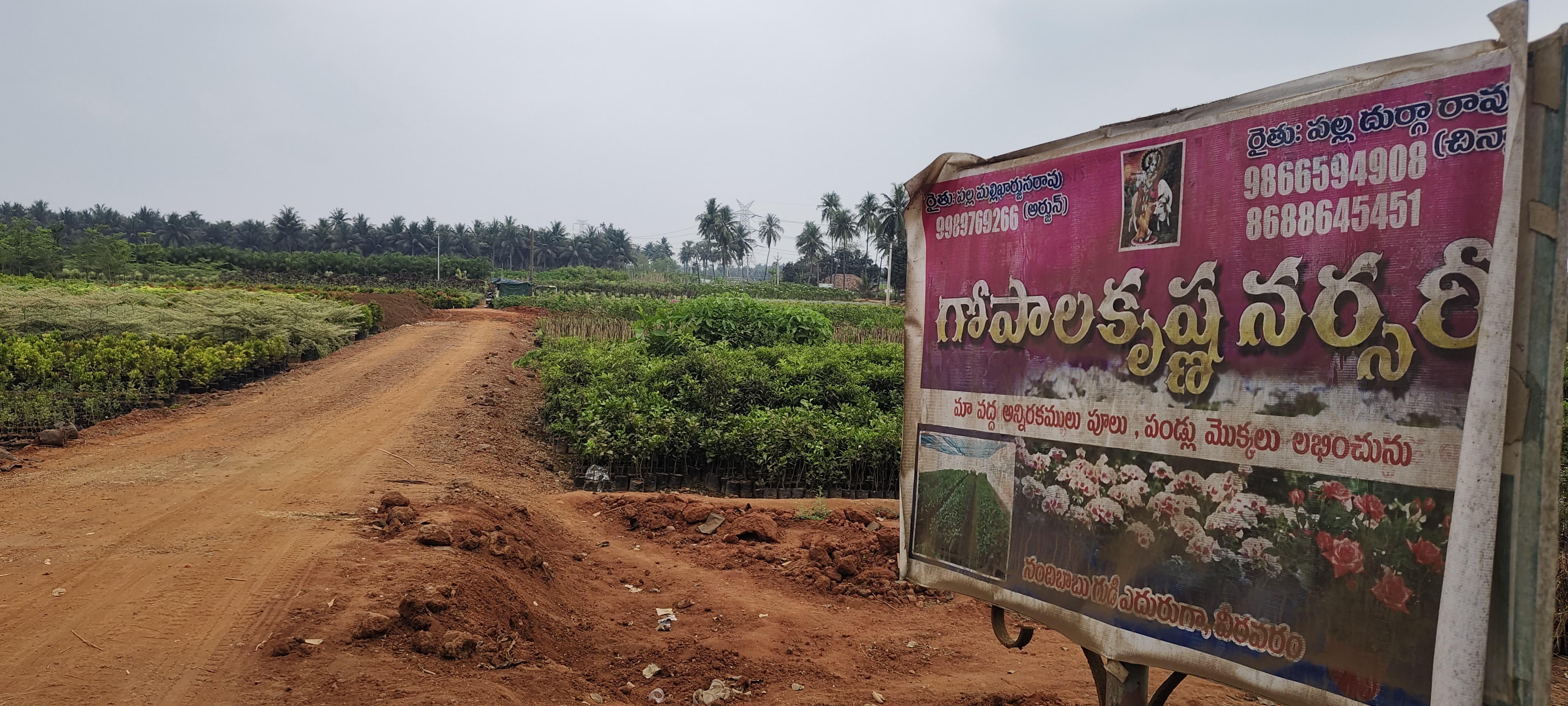 Kadiyam Gopala Krishna Nursery